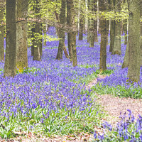 Buy canvas prints of Bluebells On The Ashridge Estate At Dockey Wood by Peter Greenway