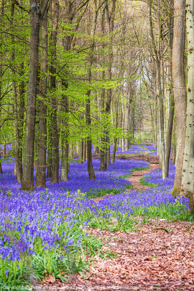 A Winding Path Through A Bluebell Carpet At Dockey Framed Mounted Print by Peter Greenway