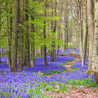 Buy canvas prints of A Winding Path Through A Bluebell Carpet At Dockey by Peter Greenway
