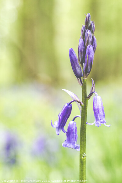 A Bluebell Close-up In Dockey Wood On The Ashridge Picture Board by Peter Greenway