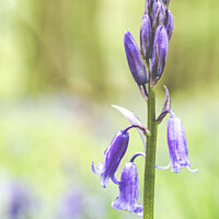 Buy canvas prints of A Bluebell Close-up In Dockey Wood On The Ashridge by Peter Greenway