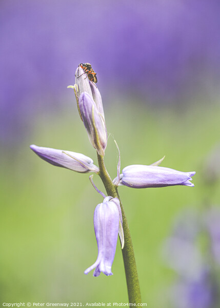 A Bug On Unopened Bluebell Heads At Dockey Wood On Picture Board by Peter Greenway