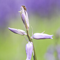 Buy canvas prints of A Bug On Unopened Bluebell Heads At Dockey Wood On by Peter Greenway