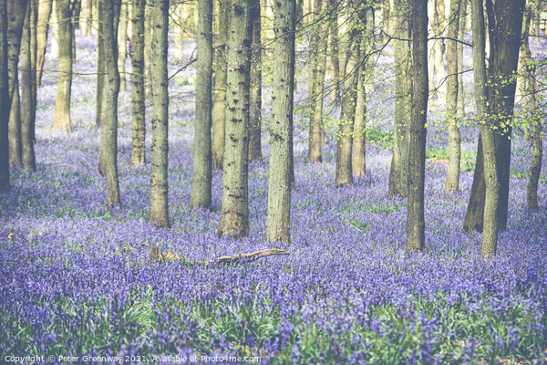 Carpet Of Bluebells At Dockey Wood On The Ashridge Picture Board by Peter Greenway