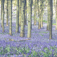 Buy canvas prints of Carpet Of Bluebells At Dockey Wood On The Ashridge by Peter Greenway