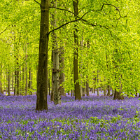 Buy canvas prints of Carpet Of Bluebells In Dockey Wood On The Ashridge by Peter Greenway