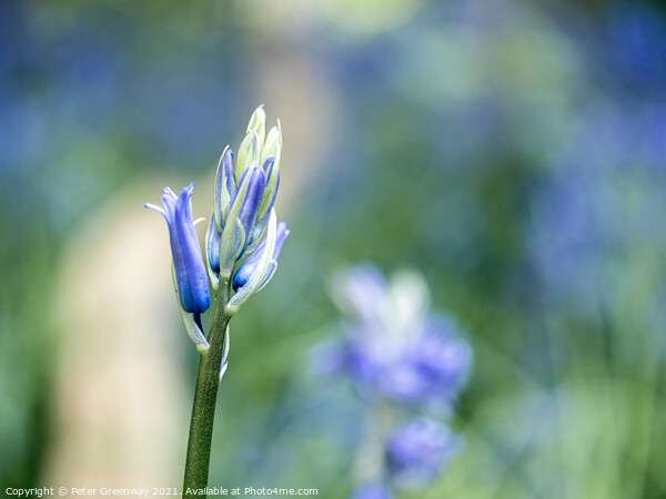 Closeup Of Unopened Spring Bluebells In Macro At S Picture Board by Peter Greenway