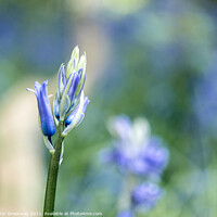 Buy canvas prints of Closeup Of Unopened Spring Bluebells In Macro At S by Peter Greenway