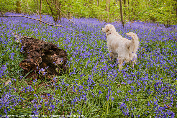 Golden Retriever Amid A Carpet Of Bluebells At Doc Picture Board by Peter Greenway