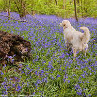 Buy canvas prints of Golden Retriever Amid A Carpet Of Bluebells At Doc by Peter Greenway