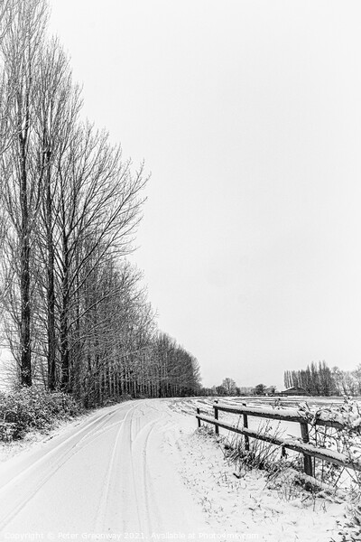 Row Of Tall Trees In The Snowy Rural Landscape Aro Picture Board by Peter Greenway