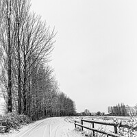 Buy canvas prints of Row Of Tall Trees In The Snowy Rural Landscape Aro by Peter Greenway
