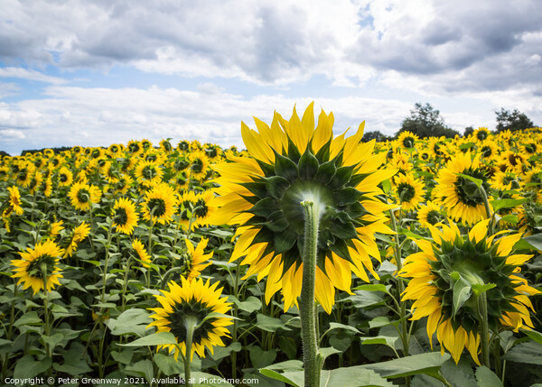 Slightly Surreal View Of A Field Of Sunflowers Picture Board by Peter Greenway