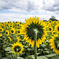 Buy canvas prints of Slightly Surreal View Of A Field Of Sunflowers by Peter Greenway