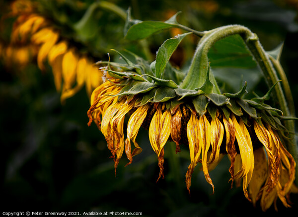 A Drooping Sunflower Head Slightly Past Its Best Picture Board by Peter Greenway