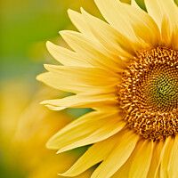 Buy canvas prints of The Partial Head Of A Sunflower by Peter Greenway