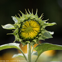 Buy canvas prints of An Unopened Sunflower Head In Rural Oxfordshire by Peter Greenway