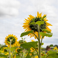 Buy canvas prints of Sunflowers In The Fields Of Rural Oxfordshire by Peter Greenway