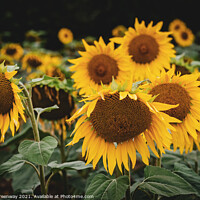Buy canvas prints of Sunflower Heads In Rural Buckinghamshire by Peter Greenway