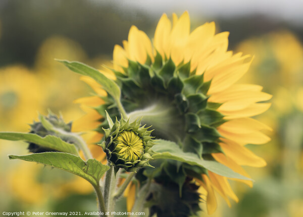 Unopened / Sunflower In Full Bloom In The Fields Of Rural Oxfordshire Countryside Picture Board by Peter Greenway