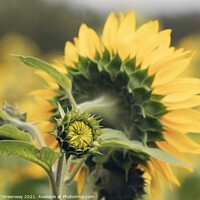 Buy canvas prints of Unopened / Sunflower In Full Bloom In The Fields Of Rural Oxfordshire Countryside by Peter Greenway