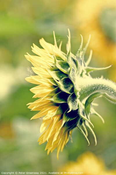Side Profile Of A Single Sunflower Head Picture Board by Peter Greenway