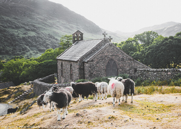 Herwick Sheep By The Parish Church, Buttermere In  Picture Board by Peter Greenway
