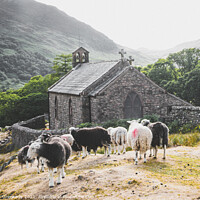 Buy canvas prints of Herwick Sheep By The Parish Church, Buttermere In  by Peter Greenway