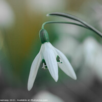 Buy canvas prints of English English Churchyard Snowdrops by Peter Greenway