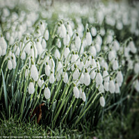 Buy canvas prints of Early Snowdrops In Welford Churchyard by Peter Greenway