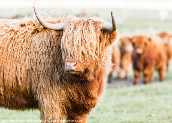 A Herd Highland Cows In The Scottish Highlands Picture Board by Peter Greenway