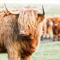 Buy canvas prints of A Herd Highland Cows In The Scottish Highlands by Peter Greenway