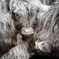 Buy canvas prints of The Mothers Meeting Of Highland Cows by Peter Greenway