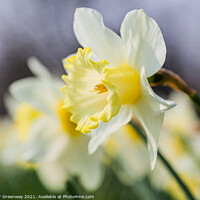 Buy canvas prints of Daffodil Row by Peter Greenway