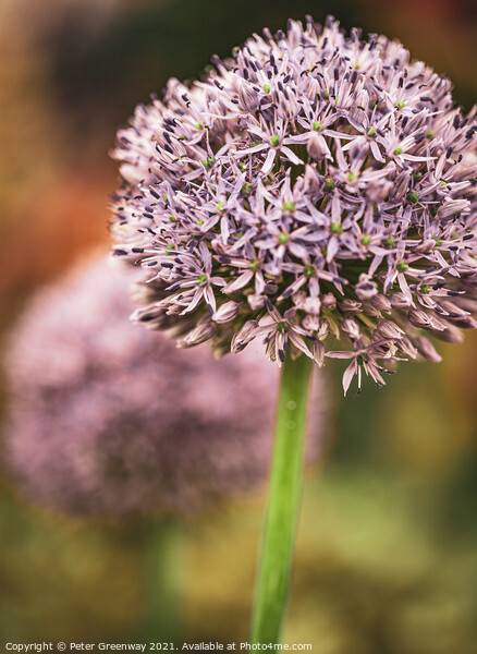 Show Alliums At RHS Chelsea Picture Board by Peter Greenway