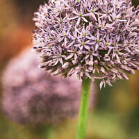 Buy canvas prints of Show Alliums At RHS Chelsea by Peter Greenway