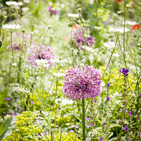 Buy canvas prints of Allium Giganteum In A Meadow Of Wild Flowers At Ch by Peter Greenway