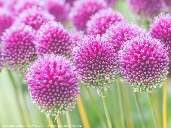 Purple Allium Heads Picture Board by Peter Greenway