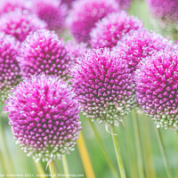 Buy canvas prints of Purple Allium Heads by Peter Greenway
