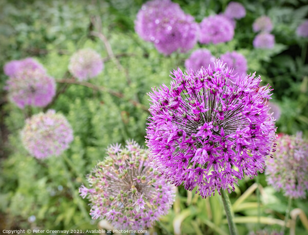 Alliums After A Rain Shower At Hidcote Gardens Picture Board by Peter Greenway