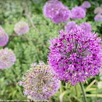 Buy canvas prints of Alliums After A Rain Shower At Hidcote Gardens by Peter Greenway