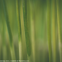Buy canvas prints of Creative Take On Green Allium Stems by Peter Greenway