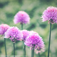 Buy canvas prints of Allium Heads In The Walled Gardens Of West Green H by Peter Greenway