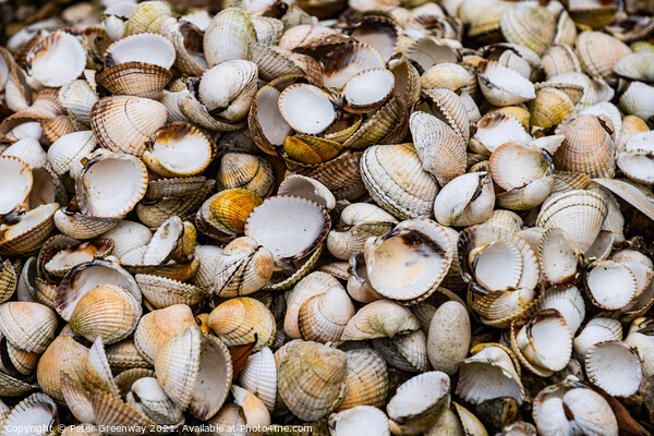 A Pile Of Sea Shells On A Beach In Devon Picture Board by Peter Greenway
