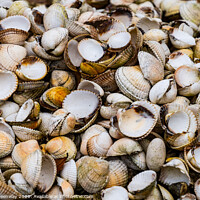 Buy canvas prints of A Pile Of Sea Shells On A Beach In Devon by Peter Greenway