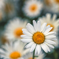 Buy canvas prints of Wild Ox-Eye or Moon Daisies On The Grass Roadside Verges In The  by Peter Greenway