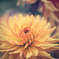 Buy canvas prints of Dahlia Carnival by Peter Greenway