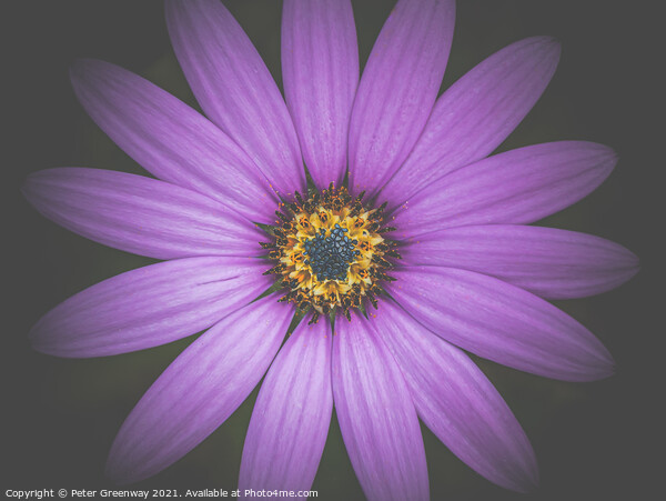The Heart Of A Purple Aster Picture Board by Peter Greenway