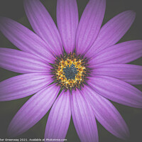 Buy canvas prints of The Heart Of A Purple Aster by Peter Greenway