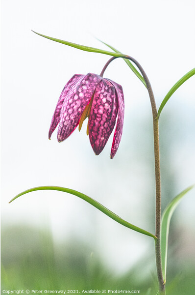 Snakeshead Fritillary ( Fritillaria Meleagris ) Picture Board by Peter Greenway